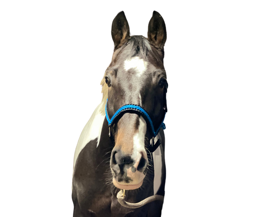 Basic Head Collar