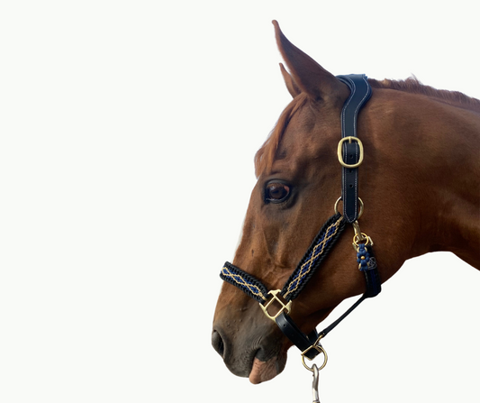 Luxury Leather Anatomical Diamond Head Collar